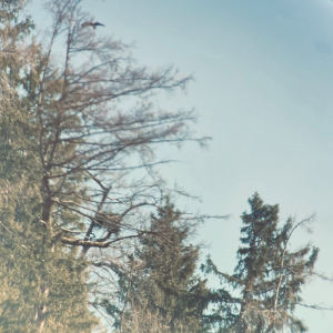 Baumhorst_c_LukasBliem