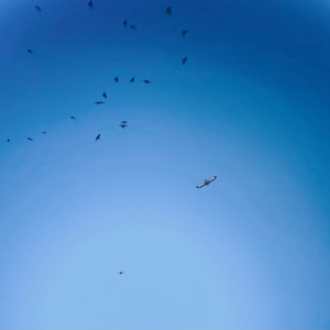 Steinadler und Kr&auml;hen im Flug_c_LukasBliem