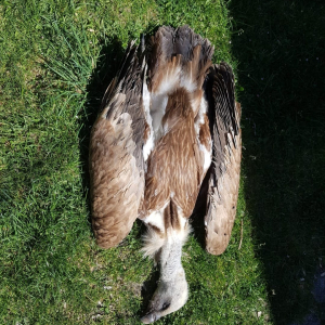 Verendeter G&auml;nsegeier in St. Lorenzen  c Kurz