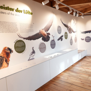 Mit der Er&ouml;ffnung der neuen Ausstellung &bdquo;Zwischen Fels und Himmel. Leben &uuml;ber der Waldgrenze&ldquo; erweitert der Nationalpark Hohe Tauern sein Ausstellungsangebot im Nationalpark Kristall auf der Kaiser-Franz-Josefs-H&ouml;he.