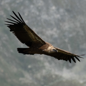 G&auml;nsegeier_c_Mladen8