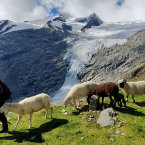 Behirtung_Gschloess_NPHT_Schneeberger_Tobias_s